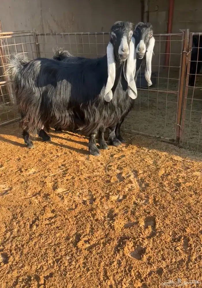 عنزين عوارض صنف خصممم تم البيع 0