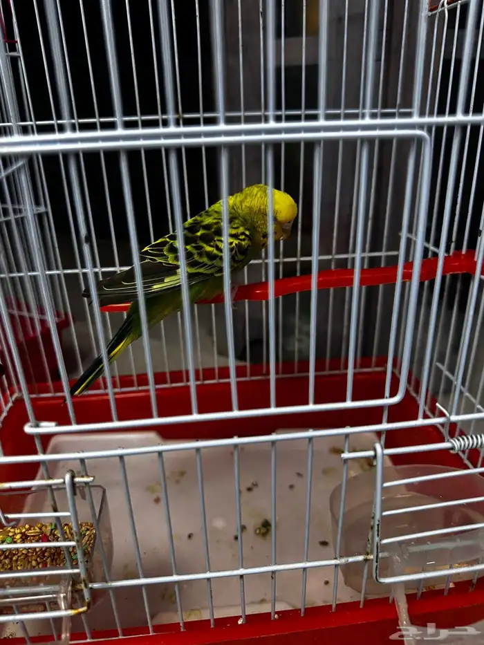 للبيع طير بادجي 1