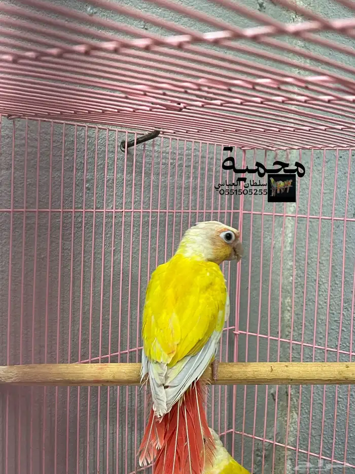 ذكر صن شيك 0