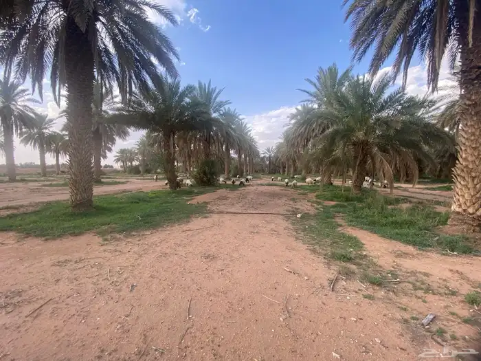 مندوب عماير تصوير وخدمات اخرى 1