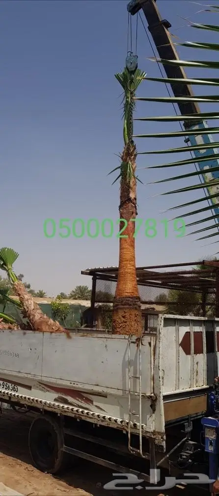 نخل واشنطني للبيع 9