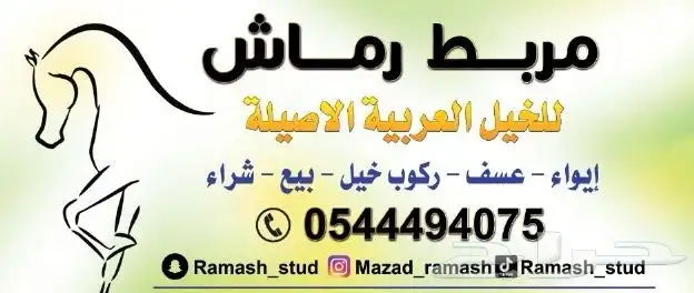 ايواء خيل وتشبيه وتدريب ركوب وإيجار خيل 0