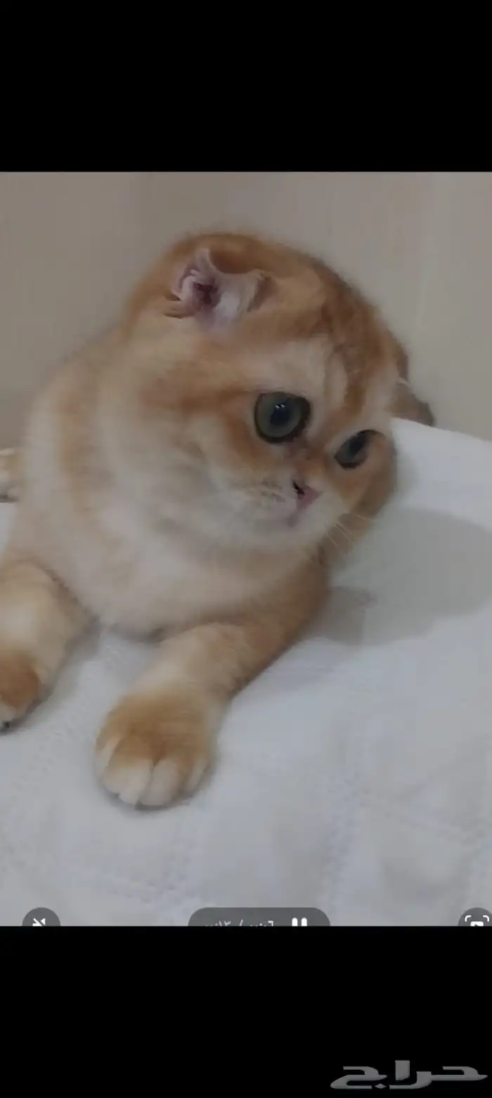قطط سكوتش قولد فولد بيور 3