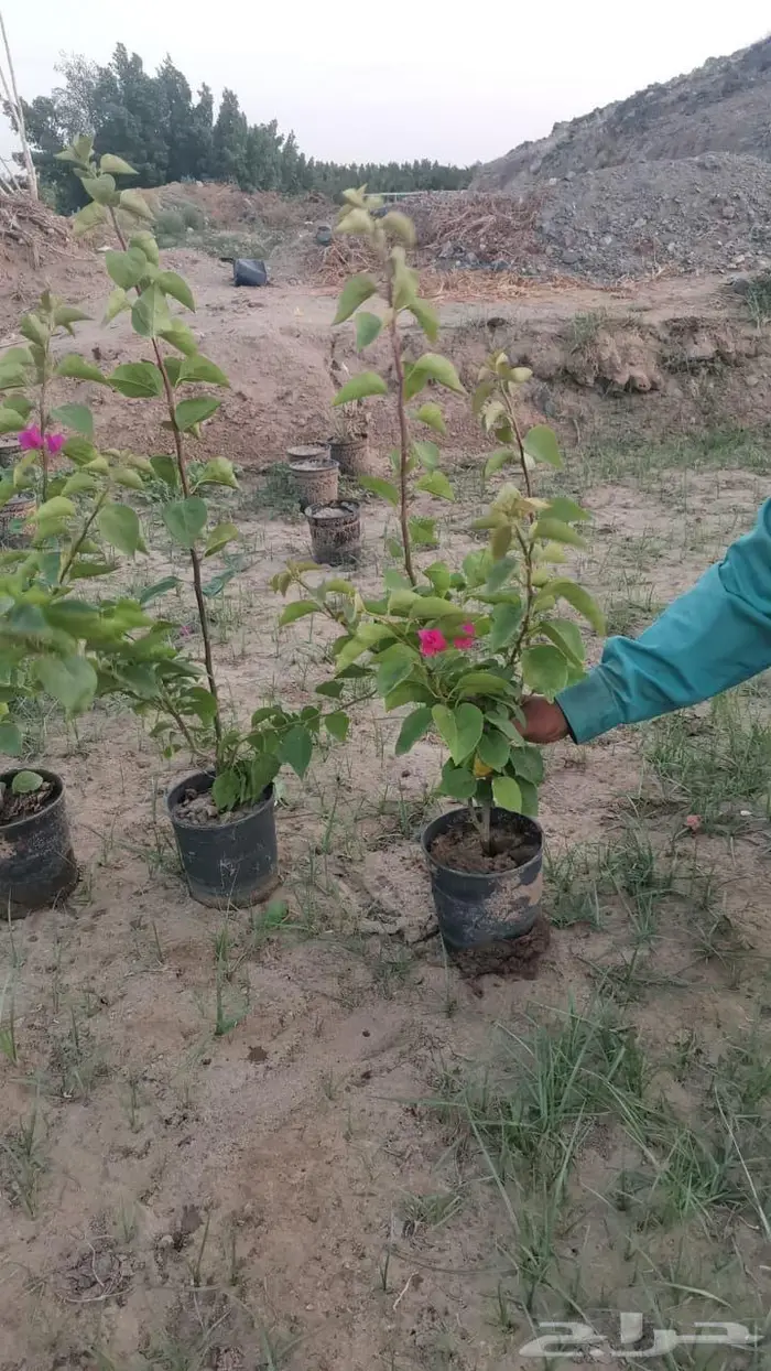 تنسيق حدائق زراعه العشب الطبيعي والأشجار ونخيل وشبكات الري 14