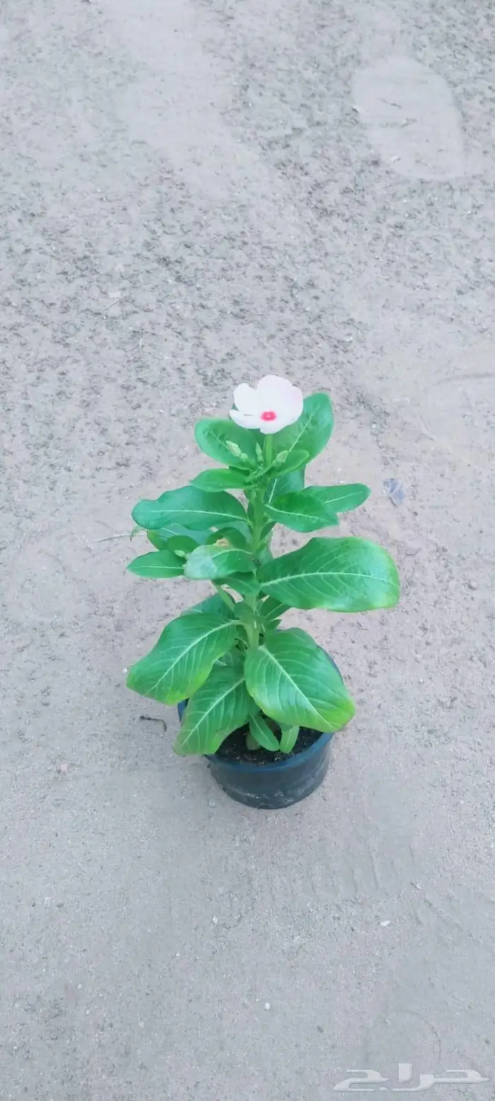 تنسيق حدائق زراعه العشب الطبيعي والأشجار ونخيل وشبكات الري 22