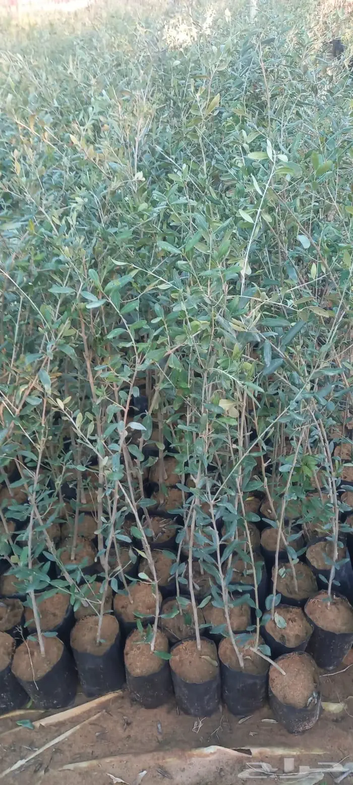 اشجار زيتون نجيل طبيعي واشجار زينه وفواكه 0