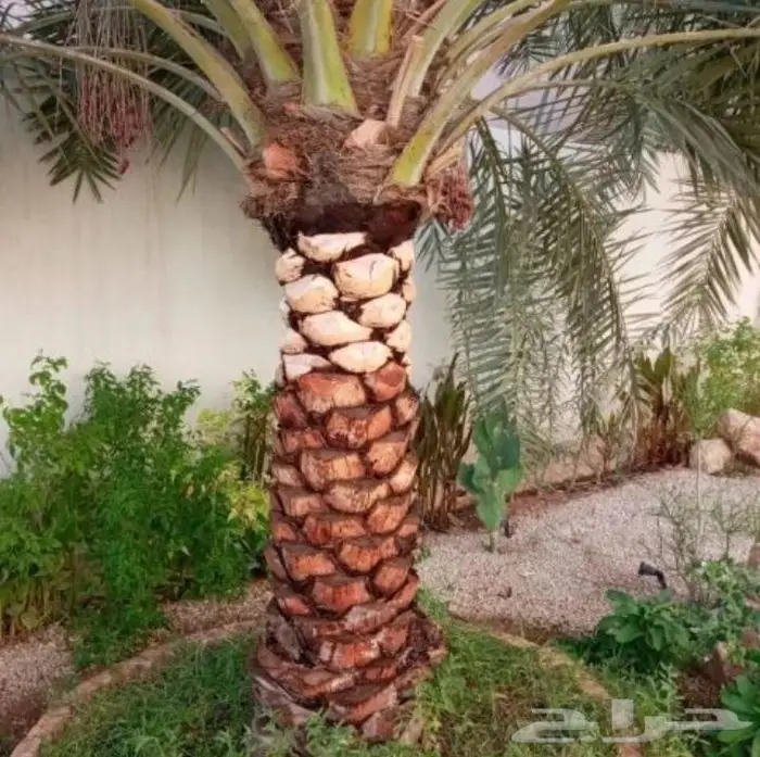 تنسيق حدائق زراعه العشب الطبيعي والأشجار ونخيل وشبكات الري 34