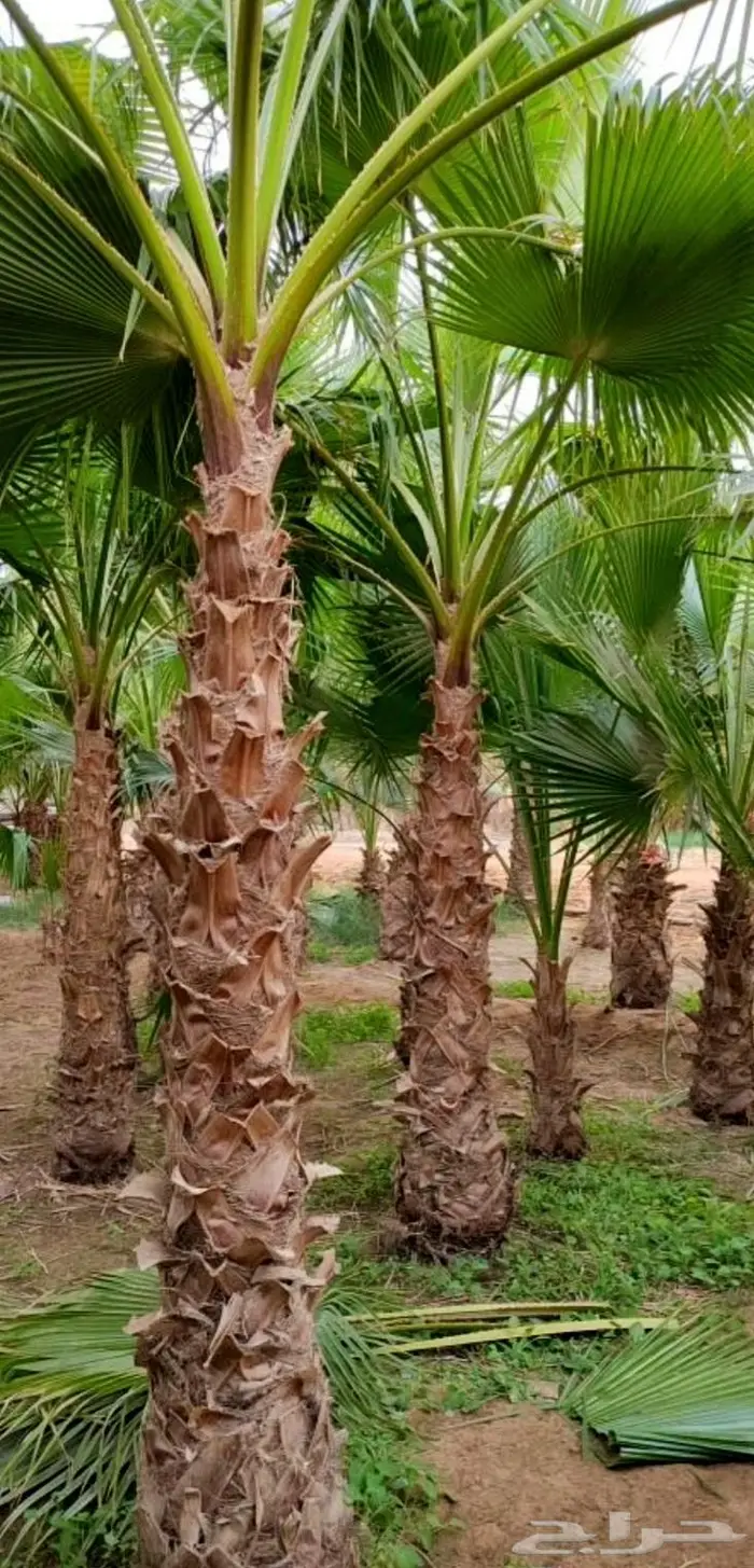 نخل واشنطني للبيع 4