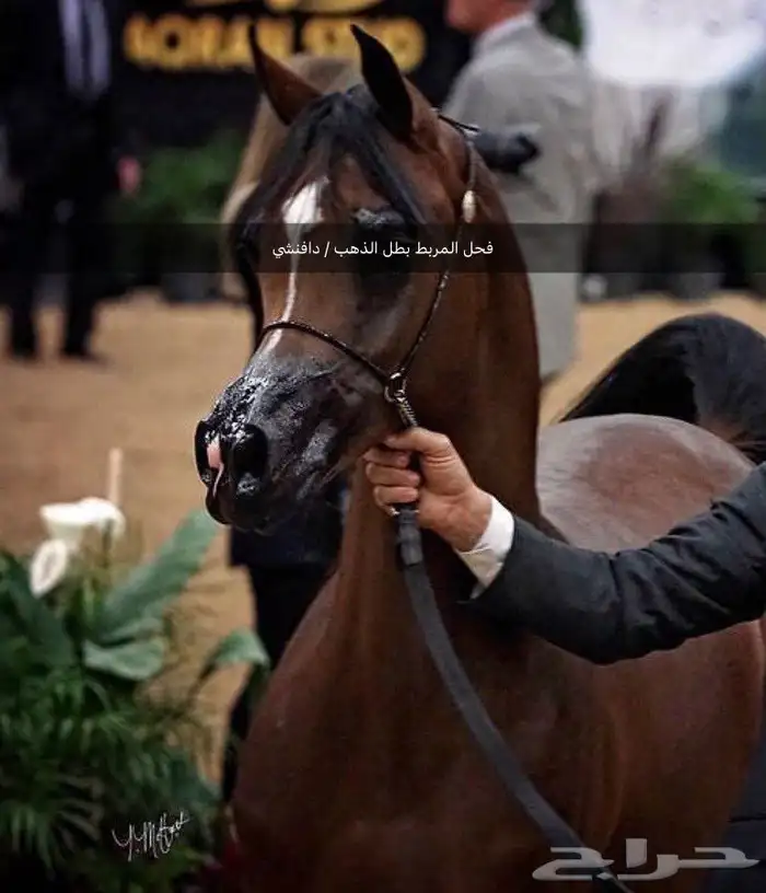 ايواء خيل وتشبيه وتدريب ركوب وإيجار خيل 1