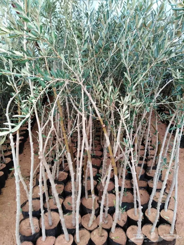 اشجار زيتون نجيل طبيعي واشجار زينه وفواكه 4