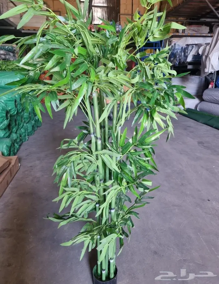 عروض العيد الوطني على الشجر الصناعي 1