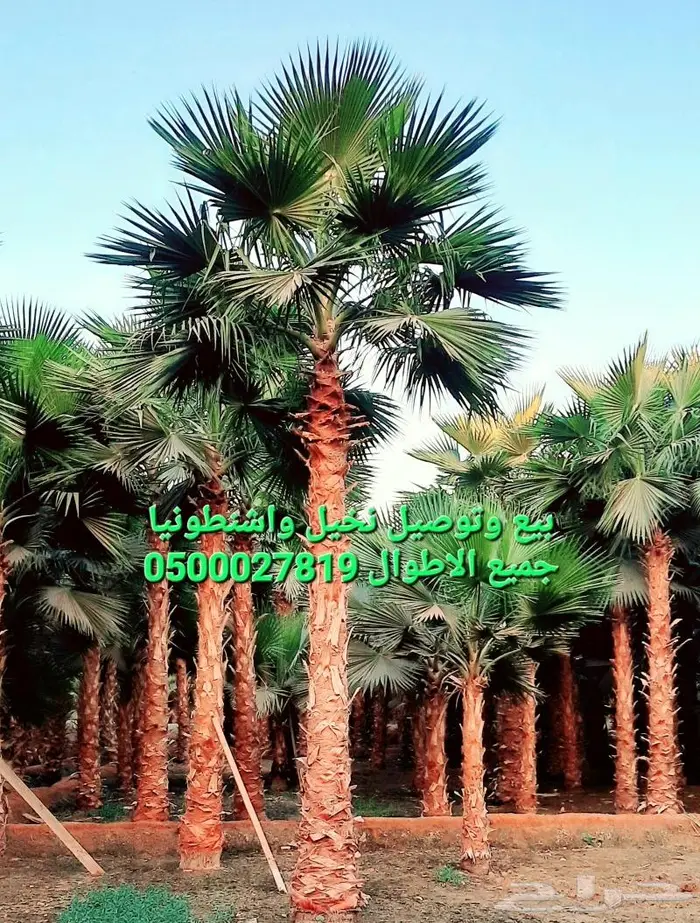 نخل واشنطني للبيع 0