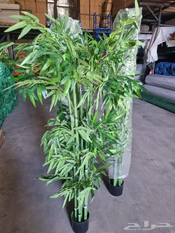 عروض العيد الوطني على الشجر الصناعي 3