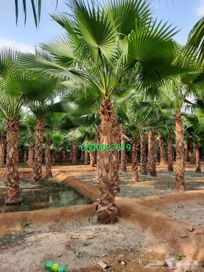نخل واشنطني للبيع 8