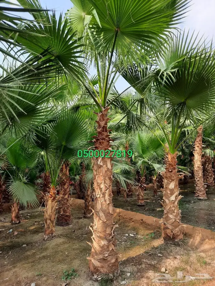 نخل واشنطني للبيع 1