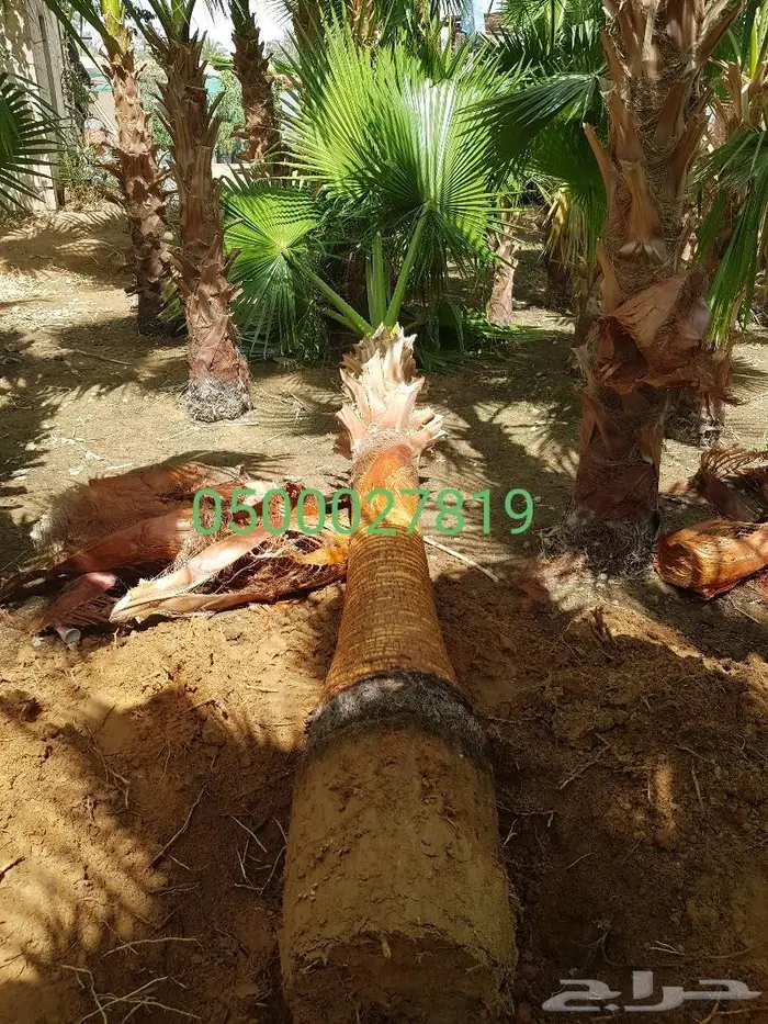 نخل واشنطني للبيع 11