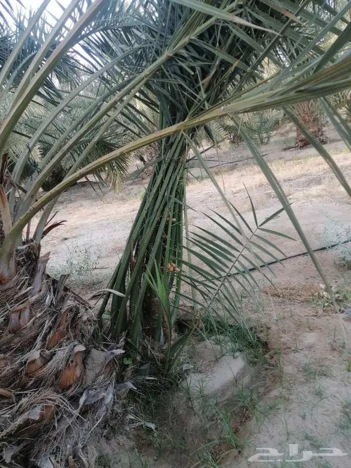 للبيع نخيل مثمرة بأسعار مناسبة 4