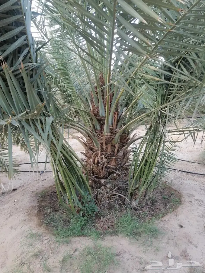 للبيع نخيل مثمرة بأسعار مناسبة 5