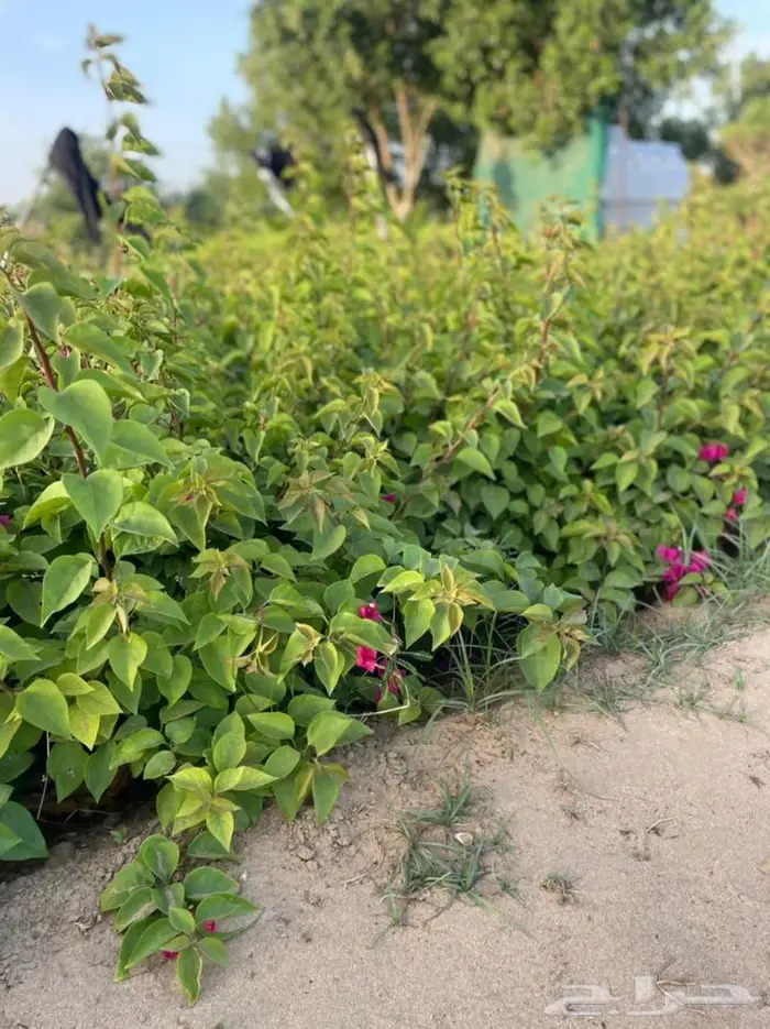 تنسيق حدائق زراعه العشب الطبيعي والأشجار ونخيل وشبكات الري 21
