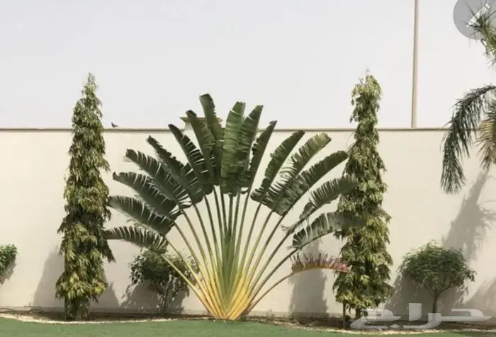 تنسيق حدائق زراعه العشب الطبيعي والأشجار ونخيل وشبكات الري 7