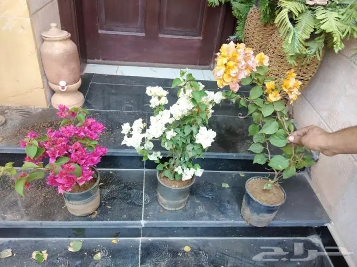 تنسيق حدائق زراعه العشب الطبيعي والأشجار ونخيل وشبكات الري 17