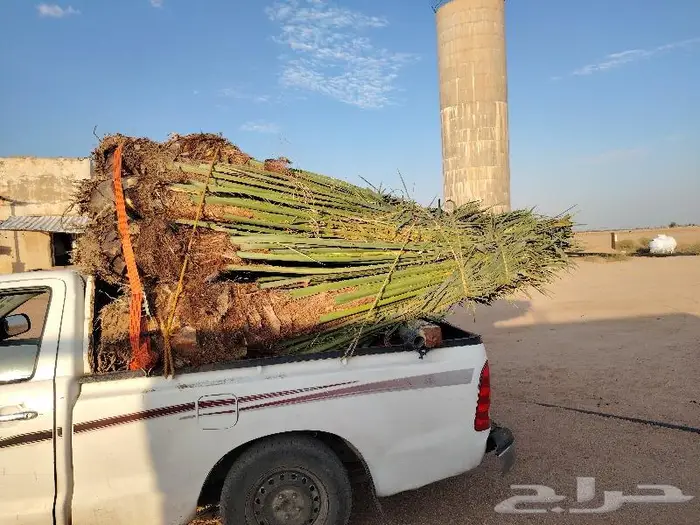 للبيع نخيل مثمرة بأسعار مناسبة 2