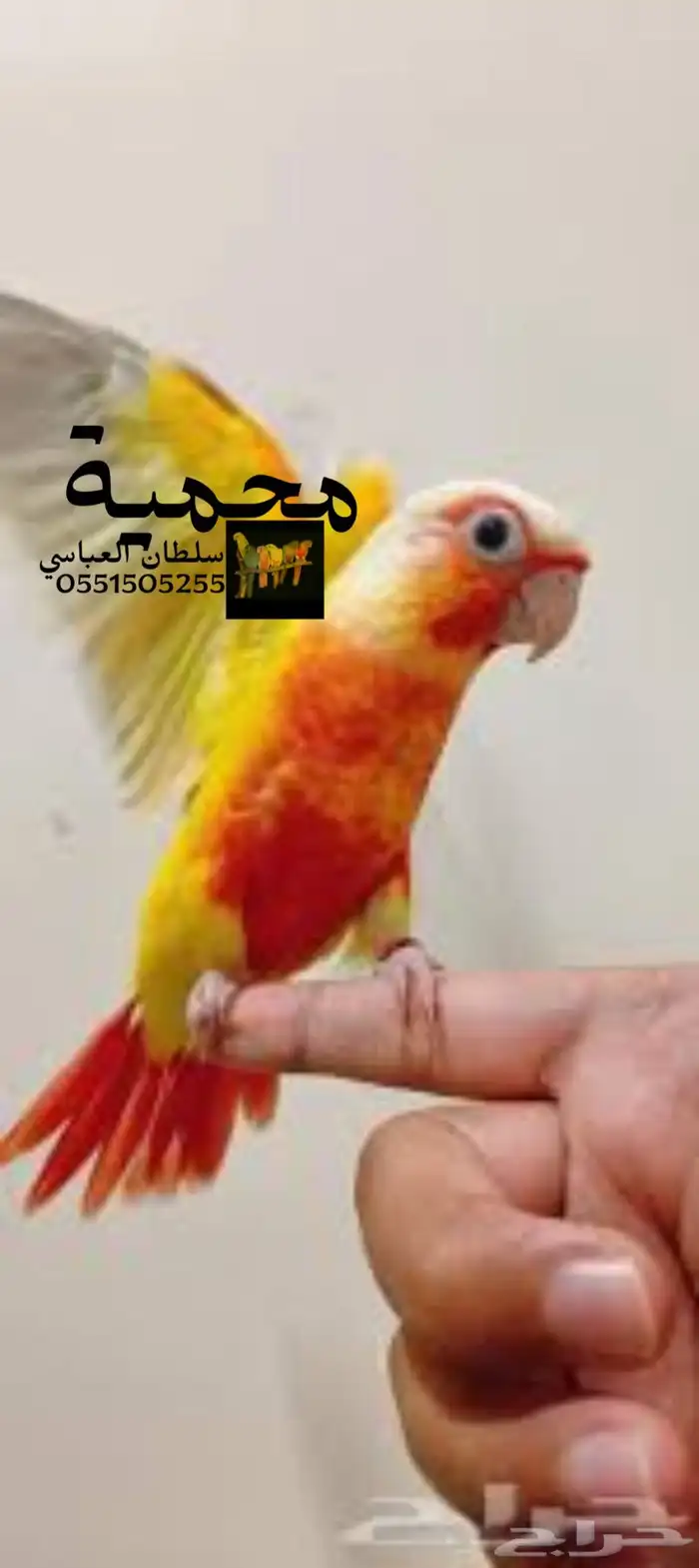 جوز صن كنيور منتج 0