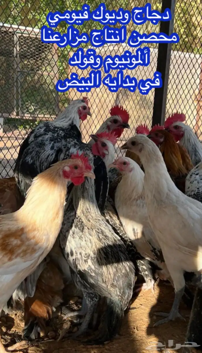دجاج وديوك فيومي 0