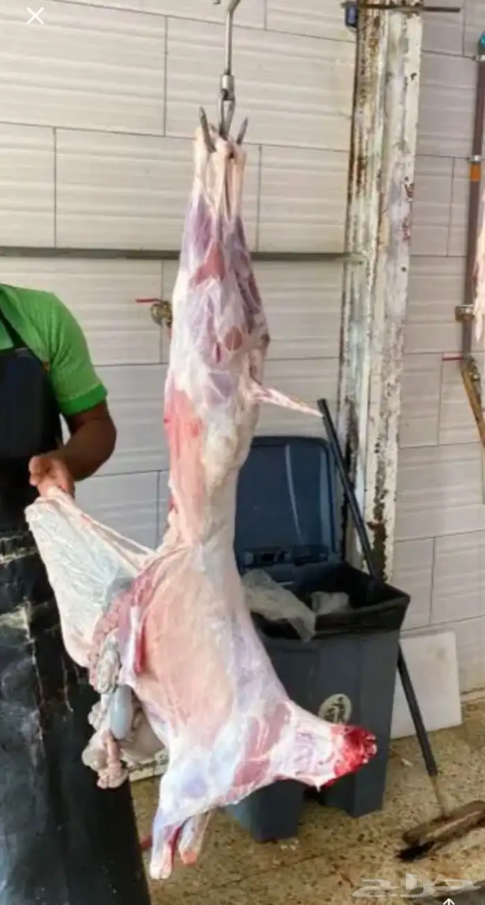 ذبايح مع الذبح والتوصيل 10