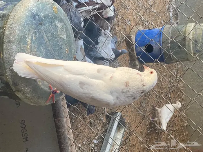 حمام مجموعة وأنواع من حمام الزينه للبيع 12