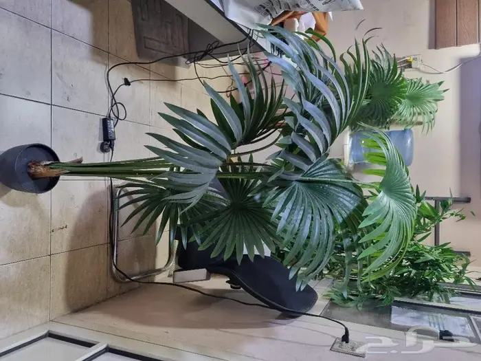 عروض العيد الوطني على الشجر الصناعي 2