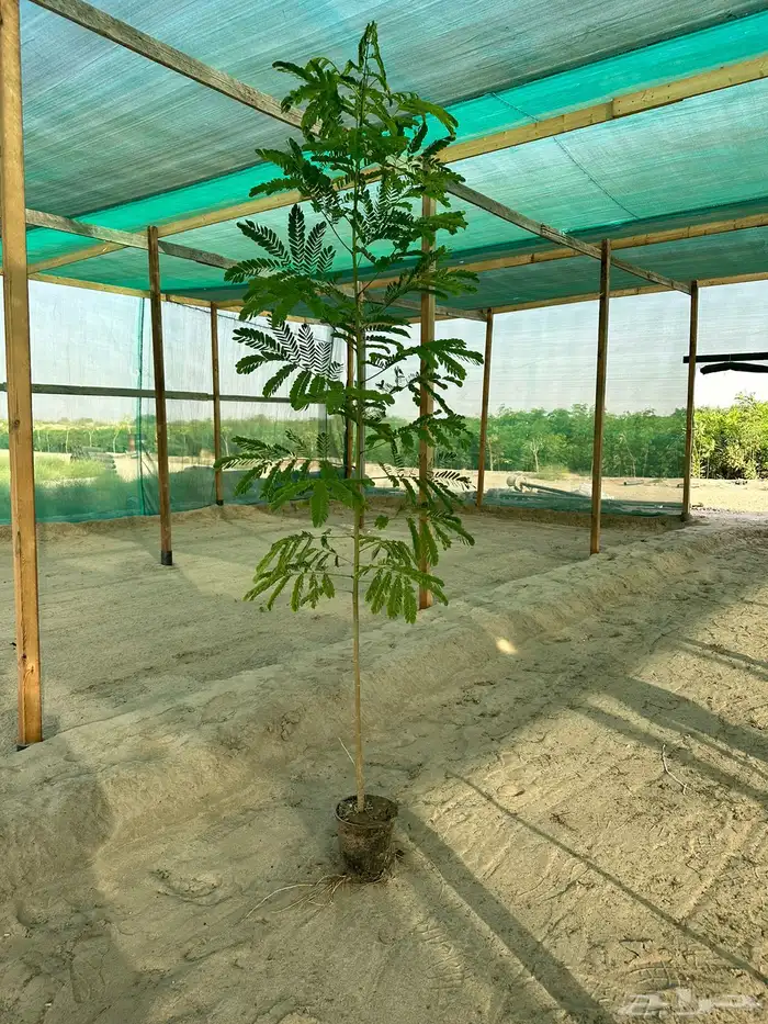 اشجار مشاتل جملة مشتل زراعي 2