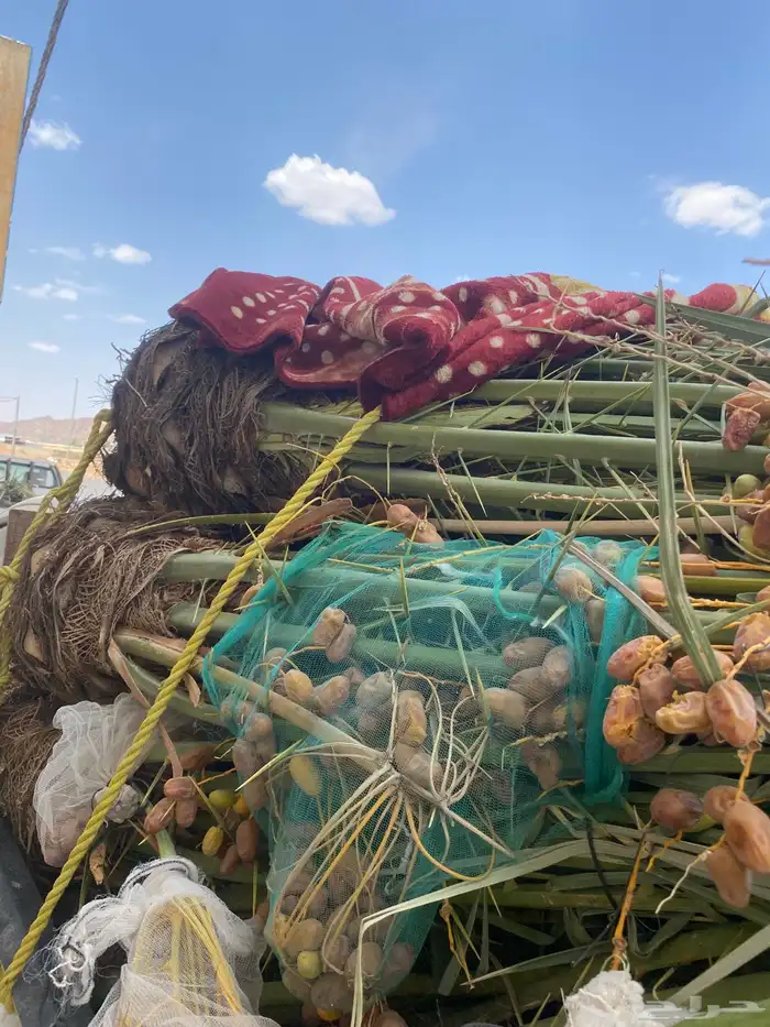 فسايل خلاص طيبه 7