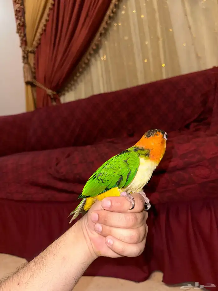 كايك وايت بيلي فرخ تم البيع 3