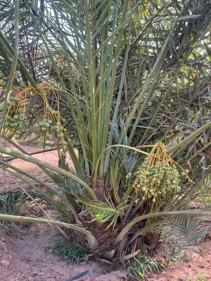 نخل مثمر للبيع 1