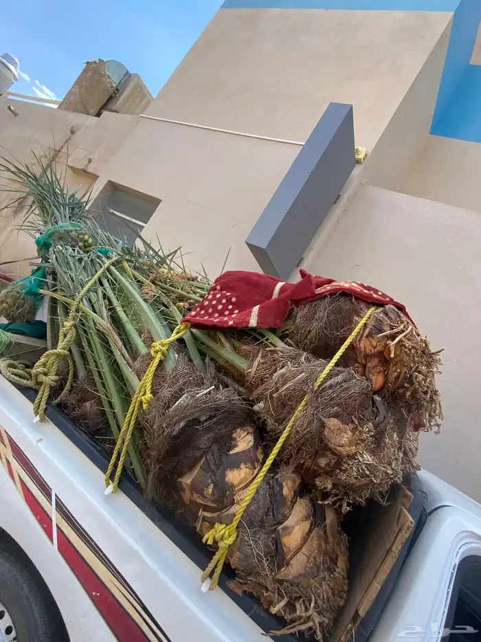 فسايل خلاص طيبه 6