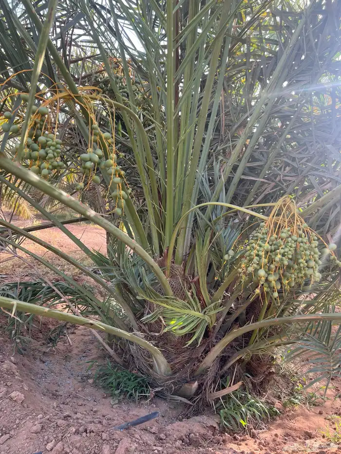 نخل مثمر للبيع 0