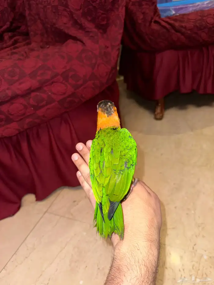 كايك وايت بيلي فرخ تم البيع 4