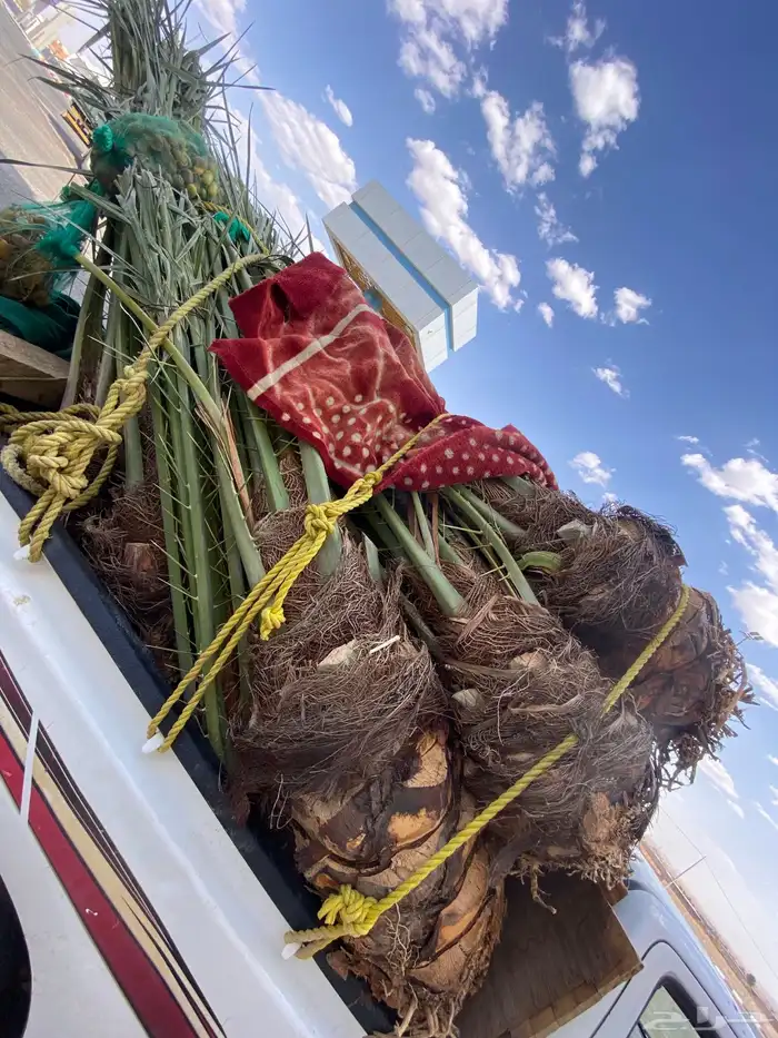 فسايل خلاص طيبه 1