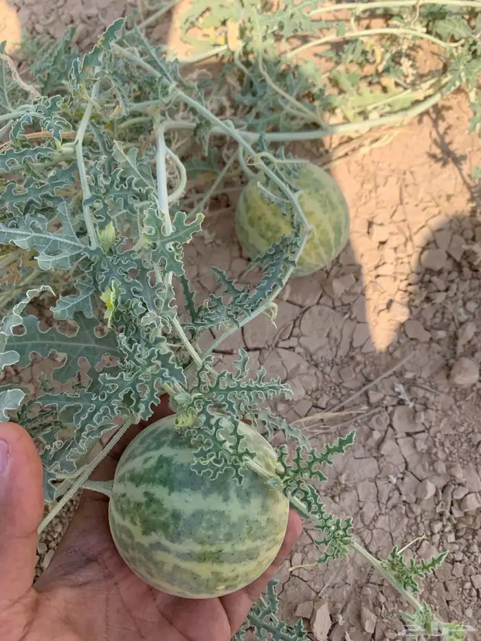 نبات الحدج شري 0