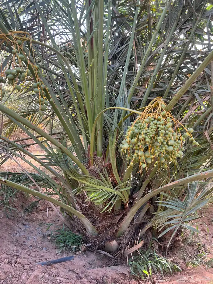 نخل مثمر للبيع 2