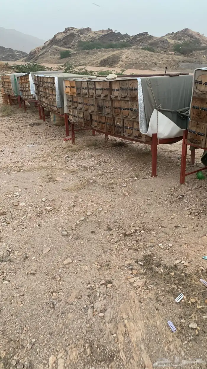 عسل من مناحلي سدر سمر طلح ضهيانه قتاده غذاء ملكات مضمون 10