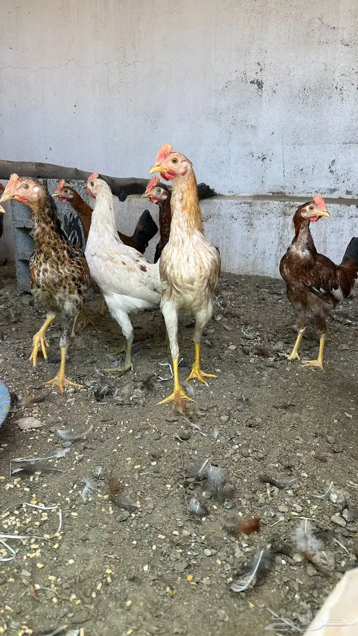 ديوك بلدي مستوى طيب ( تم البيع ) (تم البيع ) 2