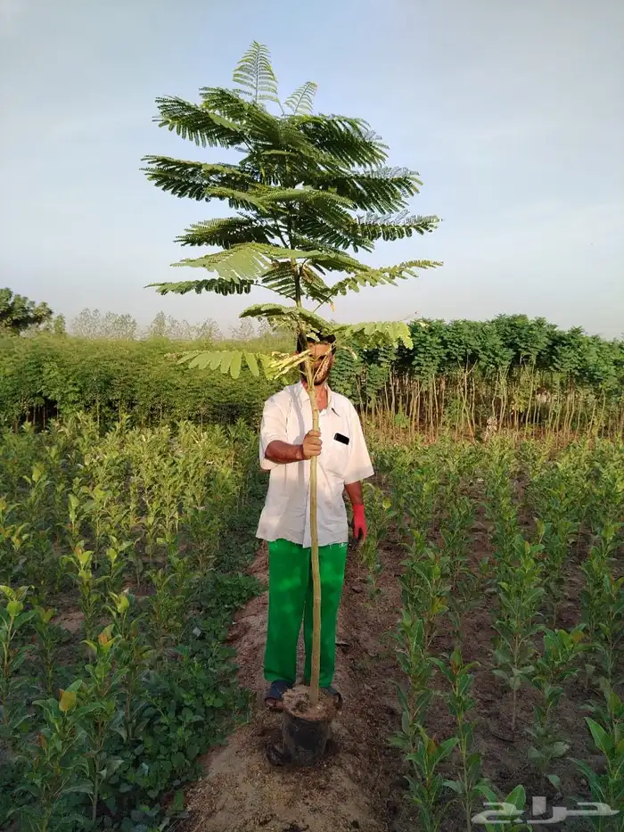اشجار مشاتل جملة مشتل زراعي 1