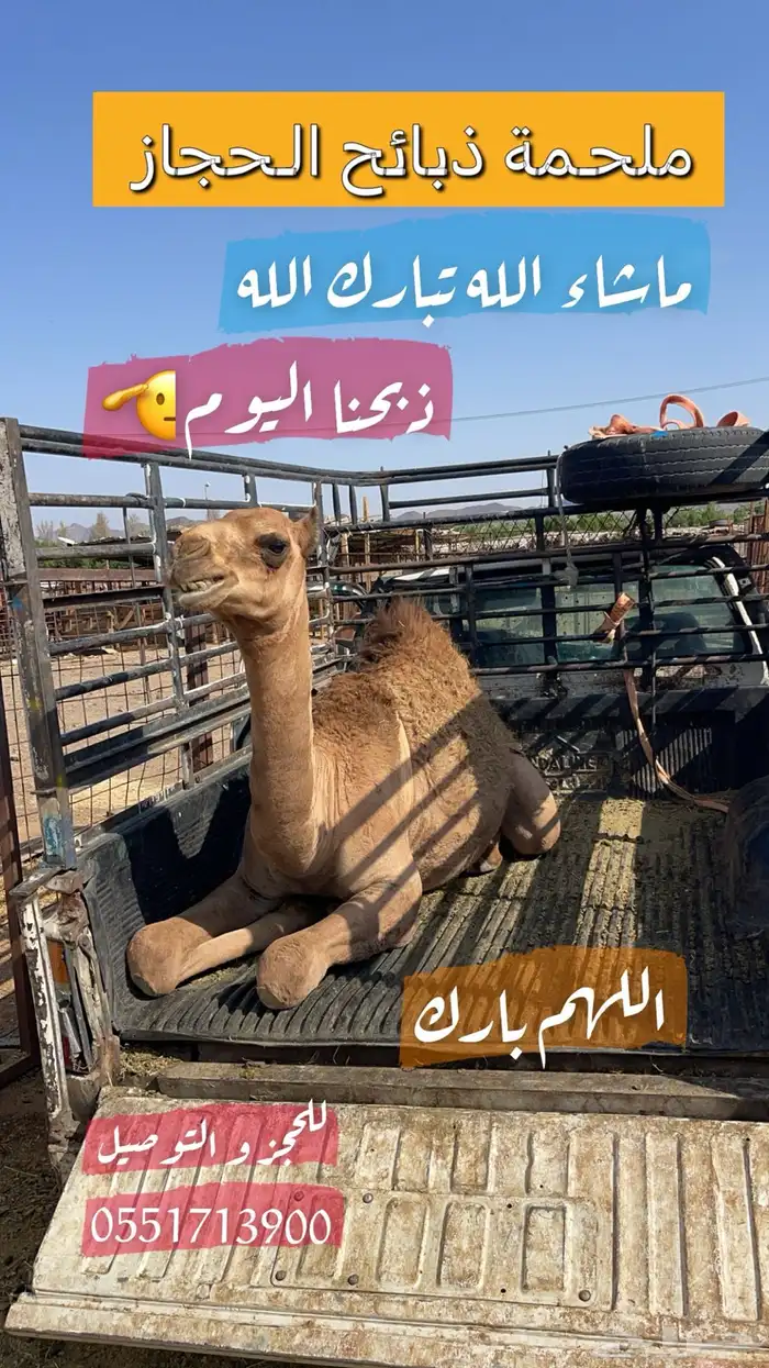 ملحمة ذبائح الحجاز-مخطط البدراني-بجوار صيدلية المجتمع 0