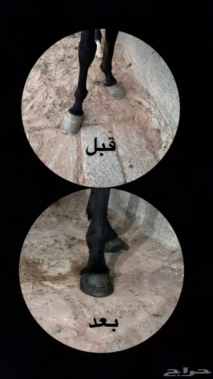 مقلم خيل الخرج و ضواحيها فقط 1