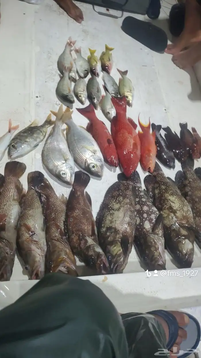 قوارب قارب بوت ابوات صيد ونزهة بياضة كاستنج شباب عوائل 29