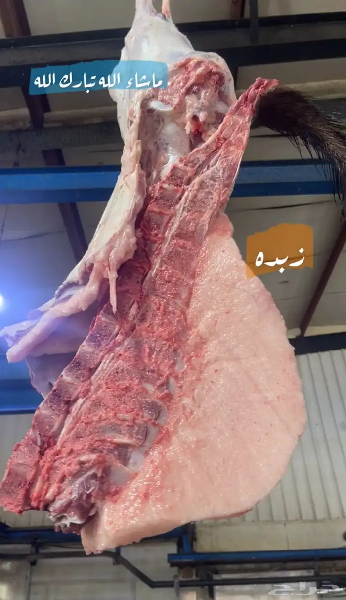 ملحمة ذبائح الحجاز-مخطط البدراني-بجوار صيدلية المجتمع 3
