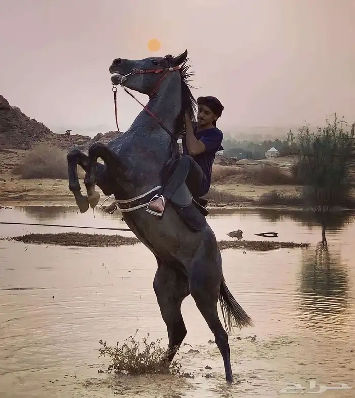 عسف وتطبيع وتدريب للخيل 1