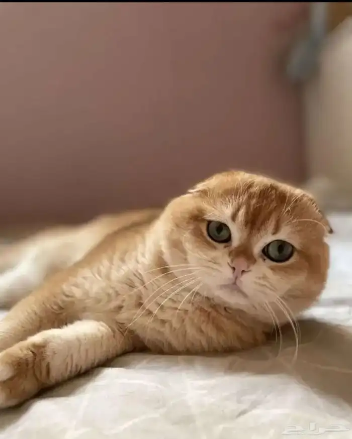 لتزاوج سكوتش تربل فولد مستوى عالي يوجد دفع اقساط تابي وتمارا 0